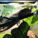 2 Pcs Bearded Dragon Lizard Hammock
