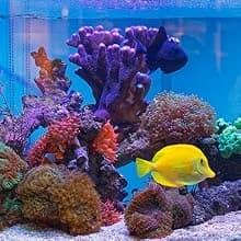 Biocube Protein Skimmer — Aquarium Skimmer — For Every Aquatic Environment