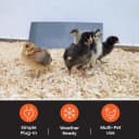 Cozy Coop Chicken Coop Heater