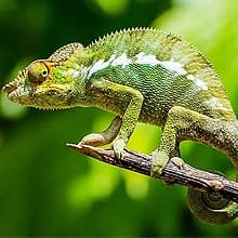 Bearded Dragon Tank Accessories — Reptile Terrarium Liner Substrate for Leopard Gecko — Universal Application