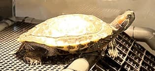 Extra Large Turtle Basking Platform with Artificial Grass — collection imagery