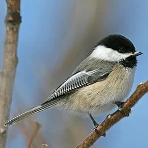 Nature’s Way Cedar Bluebird House for Outdoor Nesting — Attract These Birds