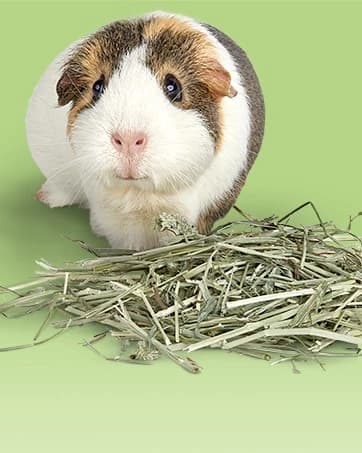 Wood Pellets Pet Bird and Small Animal Litter — collection imagery