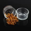 4 Pcs Glass Reptile Feeding Bowl Food Water Dish Feeder Cup for Lizard Spider Corn Snake Centipede Scorpion