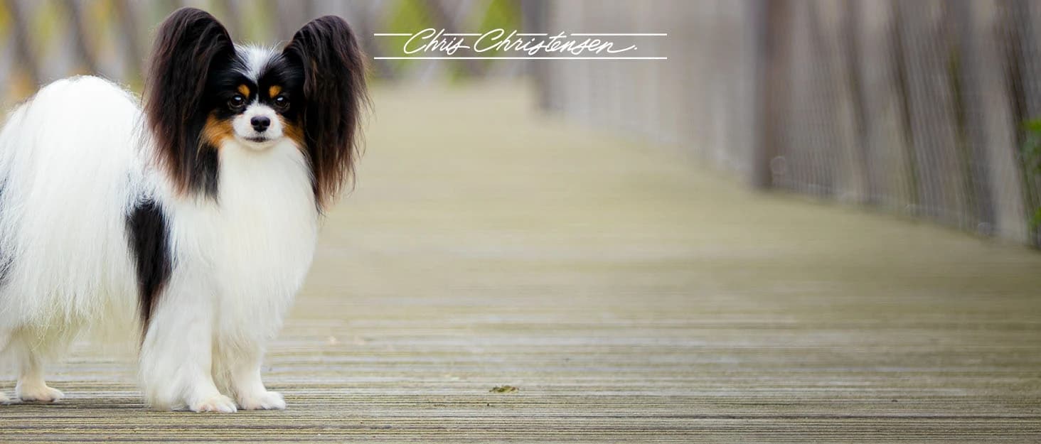 Boar Dog Brush — Groom Like a Professional — collection imagery