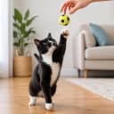 Sponge Soccer Ball Cat Toys for Cats and Kittens - Interactive and Colorful Plush Toy