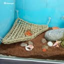 Bearded Dragon Seagrass Hammock