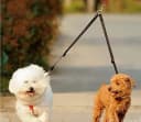No Tangle Dog Leash Coupler — Dual Double Dog Adjustable Splitter Lead Sturdy Walker Trainer Leash for Two Dogs…