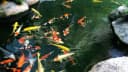 Koi Pond Netting Kit 15 x 20 ft Black Heavy Duty Woven Fine Mesh Net Cover for Leaves - Protects Koi Fish from