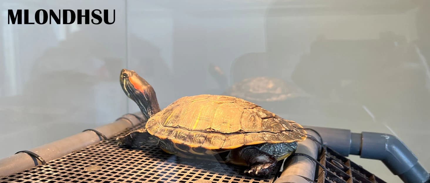 Extra Large Turtle Basking Platform with Artificial Grass — collection imagery