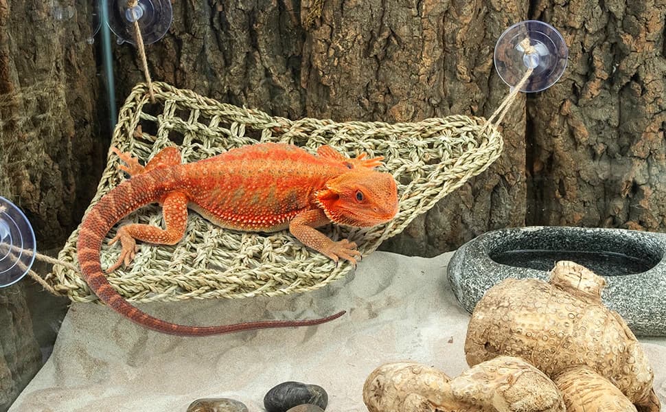 Bearded Dragon Seagrass Hammock — product details