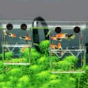 Aquarium Fish Breeder Box Plastic Fish Isolation Breeding Box Hatching Incubator Box for Baby Fishes Shrimp