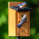 Nature’s Way Cedar Bluebird House for Outdoor Nesting