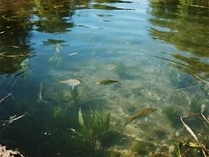 PAS20 Pond and Lake Aeration System for Up to 3 Acre — Enjoy a Clear, Fresh, and Healthy Pond with Aeration
