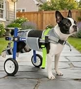 Dog Wheelchair for Back Legs — Adjustable Mobility Cart for Dog — collection imagery