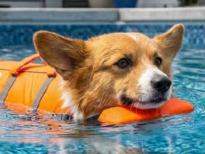 Granby Splash Dog Life Jacket — Confidence in Every Splash