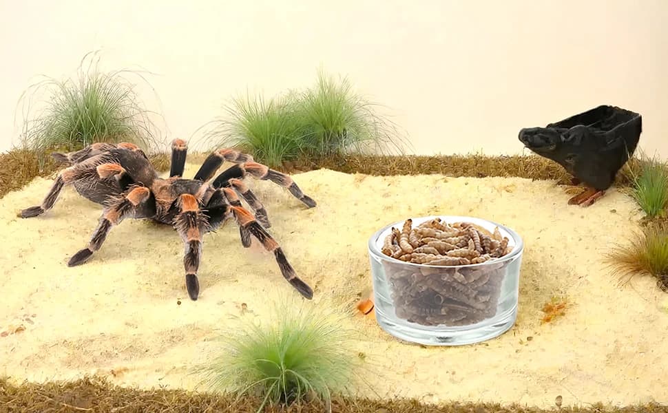 4 Pcs Glass Reptile Feeding Bowl Food Water Dish Feeder Cup for Lizard Spider Corn Snake Centipede Scorpion — product details