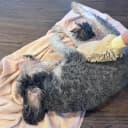 Clean Paws Chenille Microfiber Dog Towel Mitt - Super Absorbent
