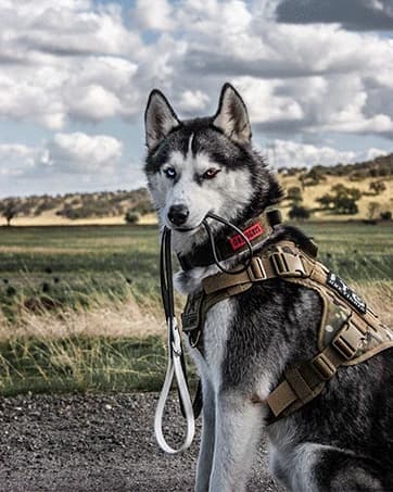Service Dog Vest Harness, Service Dog Cape Guardian Dog Backpack Harness with Pouches Dog Saddle Bag for Small — collection imagery