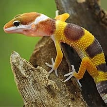 Bearded Dragon Tank Accessories — Reptile Terrarium Liner Substrate for Leopard Gecko — Universal Application