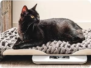 Wiggle-Proof Digital Pet Scale for Cats — A Better Weighing Routine