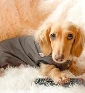 Dog Surgery Recovery Suit — Male Female After Spay Neuter Onesie — collection imagery