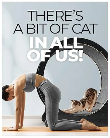 48'' XL Cat Wheel β Safe, Quiet and Stable Exercise Wheel for Large Indoor Cats up to 45 lbs β 15.7'' β collection imagery