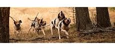 010-01635-00 Astro 430/T 5 Dog Tracking Bundle — Follow Your Dog's Every Move