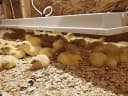Safe Heater for Chicks — Coops