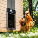 Door T50 – Automatic Chicken Coop Door Opener