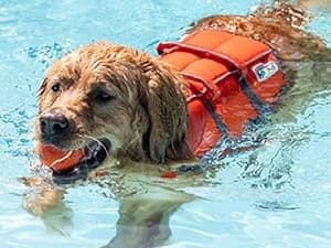 Granby Splash Dog Life Jacket — Confidence in Every Splash