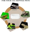 Ceramic Reptile Food Bowls — Reptile Water Food Dish