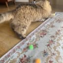 20PCS — 1.5INCH Extra Large Cat's Favorite Chase Glitter Ball Toy