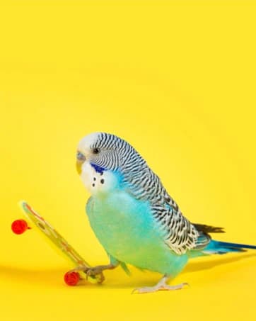 Parakeet Nesting Box — Wood Bird Nest House for Cage — collection imagery