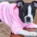 Soft Dog Hoodies for Small Dogs