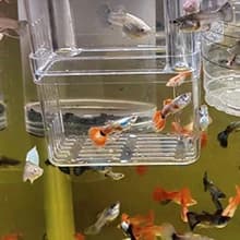 Aquarium Fish Breeder Box Plastic Fish Isolation Breeding Box Hatching Incubator Box for Baby Fishes Shrimp — Scope of application