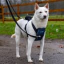 Crash Tested Dog Safety Harness | Size M