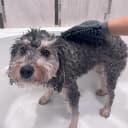 Clean Paws Chenille Microfiber Dog Towel Mitt - Super Absorbent