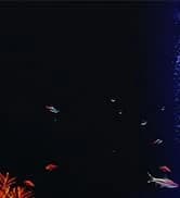Battery Powered Aquarium Air Pump — collection imagery