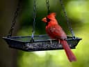 Hanging Bird Feeder Tray Platform Metal Mesh Seed Tray for Bird Feeding Outdoor Garden Decoration for Backyard