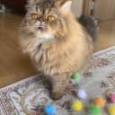 20PCS — 1.5INCH Extra Large Cat's Favorite Chase Glitter Ball Toy