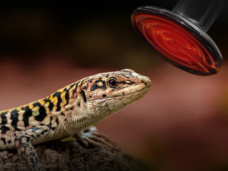 100W Reptile Heat Lamp 2Pack Ceramic Heat Emitter Night Heat Lamp Bulbs Reptile Terrarium Heat lamp Tank Heat — No Light and No Disturbing