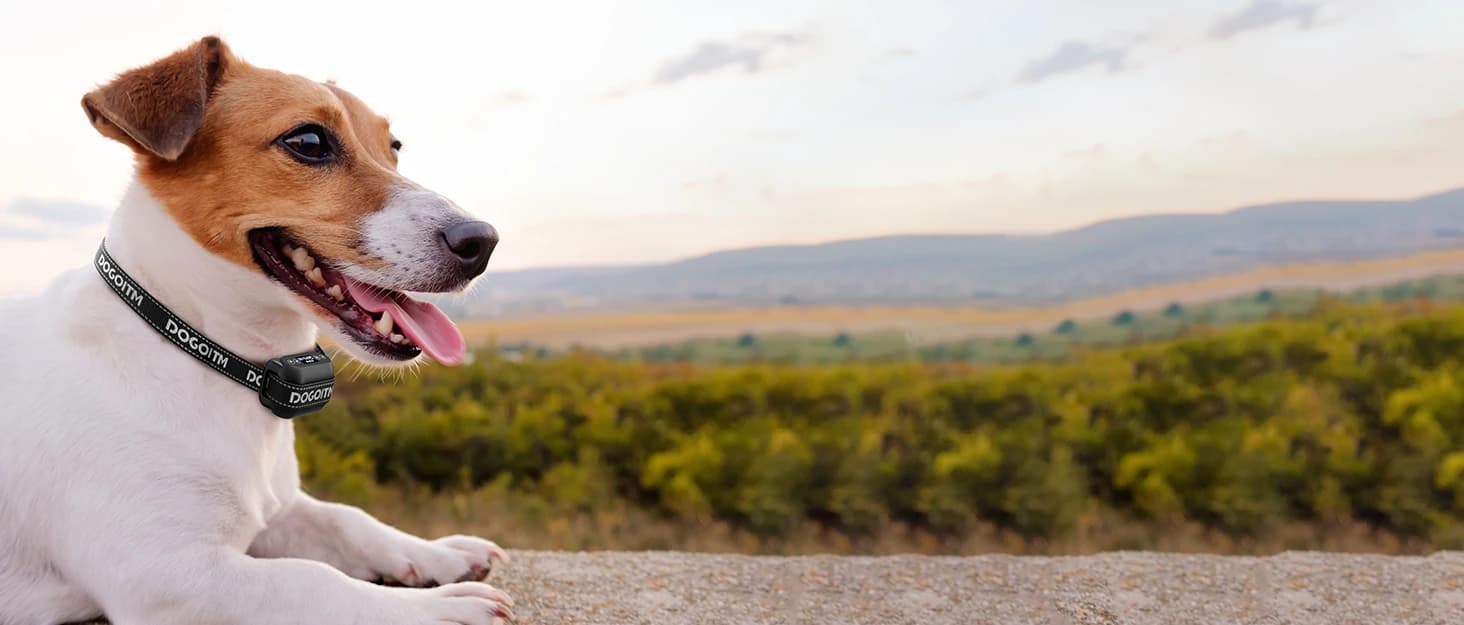 GPS Wireless Dog Fence — No Subscription Dog Collar for Dogs 15Lbs+ — collection imagery
