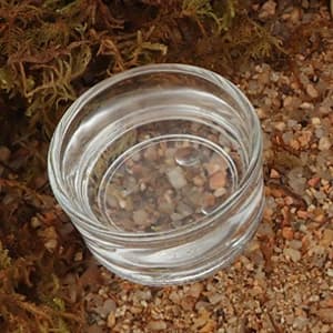 4 Pcs Glass Reptile Feeding Bowl Food Water Dish Feeder Cup for Lizard Spider Corn Snake Centipede Scorpion — collection imagery
