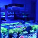 NavaReef LED Reef Light — 65W Aquarium Lighting for Soft/LPS Corals