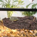 Turtle Basking Platform — Fish Tank Aquarium Tortoise Climbing Platform with 3 Suction Cups