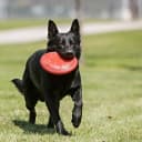 Flyer — Natural Rubber Flying Disc Fetch Toy