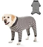 Dog Backpack for Small Dogs to Wear — collection imagery