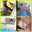 Parakeet Nesting Box — Wood Bird Nest House for Cage