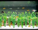 Artificial Seaweed Water Plants for Aquarium